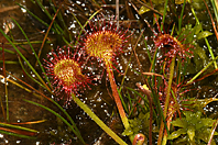 Drosera rotundifolia Drosera rotundifolia